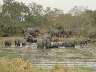01 Troupeau D Une Trentaine D Elephants